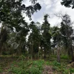 preservation-de-l-environnement-la-banque-mondiale-releve-des-failles-dans-le-dispositif-legislatif-ivoirien