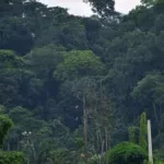 agriculture-quand-la-culture-du-cacao-et-de-l-hevea-menace-la-foret-en-cote-d-ivoire-les-chiffres-alarmants-et-les-craintes-le-gouvernement-en-alerte