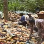 culture-cacaoyere-13-748-hectares-de-forets-detruites-en-moins-d-un-an