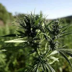 apres-l-uruguay-et-le-canada-la-thailande-vote-la-legalisation-de-la-culture-du-cannabis-a-usage-medical