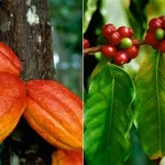 filiere-cafe-cacao-les-dirigeants-du-syscoop-ago-denoncent-une-extorsion-de-260-milliards-fcfa-aux-producteurs-et-menacent