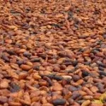 agriculture-face-a-la-mevente-du-cafe-du-caoutchouc-etc-les-producteurs-du-grand-ouest-menacent-de-debrayer