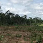 destruction-massive-d-aires-protegees-ce-qu-il-reste-des-forets-de-goin-debe-cavally-et-de-tai