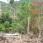 alain-richard-donwahi-designe-les-coupables-de-la-destruction-des-forets-ivoiriennes