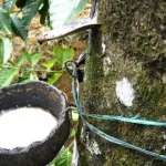 filiere-hevea-de-nouveaux-impots-infliges-les-acteurs-font-un-plaidoyer-au-pres-du-gouvernement-ivoirien