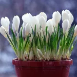 les-plus-belles-fleurs-du-mois-de-fevrier-a-votre-portee