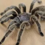 suede-elle-vit-avec-une-araignee-dans-son-oreille-durant-27-jours