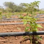 en-visite-en-ci-la-vice-premiere-ministre-neerlandaise-mme-carola-schouten-evoque-une-collaboration-dans-le-domaine-de-l-agriculture