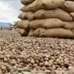 commercialisation-de-l-anacarde-le-prix-du-kg-de-noix-de-cajou-fixe-a-375-f-cfa-en-2019