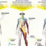 sante-le-jeune-est-il-bon-pour-la-sante