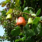 usage-des-tic-dans-le-milieu-agricole-un-conseil-international-de-la-digitalisation-de-l-agriculture-en-gestation