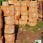 exploitation-illegale-de-foret-5-individus-apprehendes-par-la-police-forestiere-condamnes