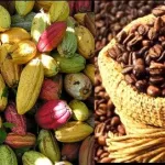 cafe-cacao-les-producteurs-reclament-1-6-milliard-de-f-cfa-au-conseil-cafe-cacao-plusieurs-mesures-prises