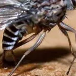 maladie-du-sommeil-des-chiffres-alarmants-sur-le-nombre-de-personnes-exposees-ce-qui-est-fait-pour-accelerer-la-lutte