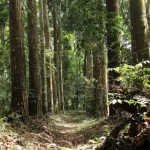reconstitution-du-couvert-forestier-le-montant-de-la-strategie-estime-a-616-milliards-fcfa-juge-sous-evalue