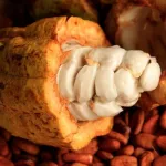 opportunites-commerciales-une-mission-cacao-conduite-par-les-pays-bas-bientot-a-abidjan-et-au-ghana
