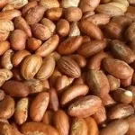 les-vertus-du-petit-cola-sur-votre-sante