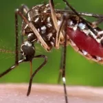 abidjan-l-epidemie-de-dengue-est-belle-et-bien-presente-1-deces-avere