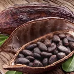 culture-du-cacao-une-nouvelle-unite-de-broyage-de-feve-inauguree-a-abidjan