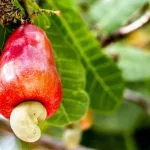 agriculture-le-droit-unique-de-sortie-dus-sur-les-exportations-de-noix-de-cajou-passe-de-10-a-7