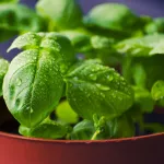 cyber-agriculture-une-intelligence-artificielle-pour-rendre-le-basilic-plus-parfume