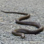 tournee-dans-l-ouest-montagneux-de-simone-gbagbo-un-serpent-cree-une-grosse-panique