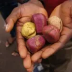 la-noix-de-cola-le-remede-naturel-africain