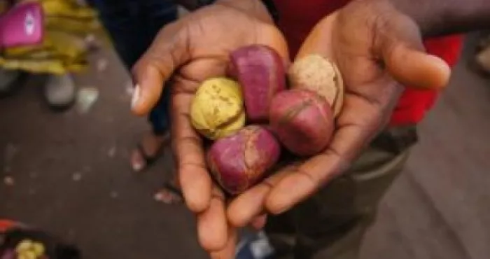 la-noix-de-cola-le-remede-naturel-africain