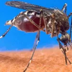 sante-le-paludisme-fait-perdre-plus-de-1-688-milliards-de-fcfa-a-8-entreprises-en-2016