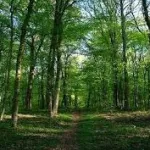 gouvernance-de-la-foret-et-utilisation-rationnelle-du-bois-le-ministre-richard-donwahi-presente-les-retombees-en-cote-d-ivoire