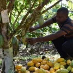 bataille-pour-un-prix-plancher-du-cacao-des-producteurs-n-esperent-pas-grand-chose-en-retour