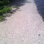 affaire-poissons-retrouves-morts-a-port-bouet-les-resultats-des-analyses-disponibles-dans-une-semaine-les-assurances-du-ministere-des-ressources-animales-et-l-inhp