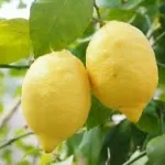 les-vertus-et-bienfaits-du-citron