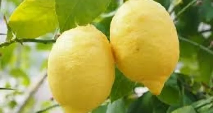 les-vertus-et-bienfaits-du-citron
