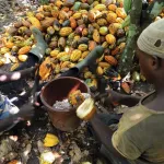 suite-au-rapport-accablant-de-la-banque-mondiale-sur-le-cacao-la-cote-d-ivoire-se-defend