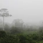 tai-region-du-cavally-un-projet-forestier-met-les-populations-sur-le-pied-de-guerre-le-maire-les-calme