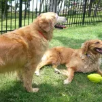 technologie-une-entreprise-chinoise-cree-un-systeme-qui-permet-la-reconnaissance-faciale-des-chiens