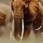 trafic-d-ivoire-un-prefet-aux-arrets