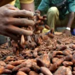 prix-plancher-du-cacao-le-dg-du-conseil-du-cafe-cacao-explique-le-mecanisme-des-precisions-sur-la-rencontre-d-abidjan