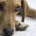 insolite-amerique-latine-un-chien-porte-plainte-contre-sa-maitresse