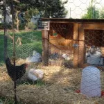 des-adolescents-devant-la-justice-pour-avoir-battus-a-mort-des-animaux