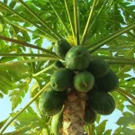 tiebissou-drame-un-professeur-tue-par-un-papayer-aux-obseques-de-son-oncle