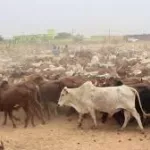 attiegouakro-un-bouvier-detourne-le-troupeau-de-boeufs-de-son-patron