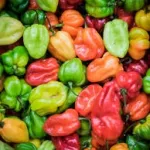 yopougon-une-societe-de-producteurs-de-piment-attaquee-les-bureaux-vandalises-plusieurs-millions-de-f-cfa-emportes