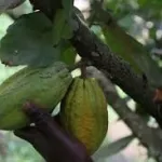 la-transformation-locale-du-cacao-attention-au-syndrome-indonesien