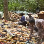 recensement-des-producteurs-et-leurs-vergers-un-scandale-financier-eclabousse-des-responsables
