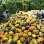 cacaoculture-en-cote-d-ivoire-ce-que-cachent-les-accusations-de-travail-des-enfants