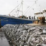 developpement-de-la-peche-artisanale-la-fao-et-le-mirah-mobilisent-les-investisseurs