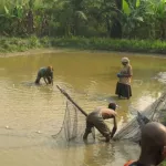developpement-de-la-pisciculture-et-l-aquaculture-en-cote-d-ivoire-les-recommandations-des-experts-pour-relever-les-defis
