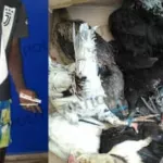 abobo-baoule-un-voleur-de-poulets-apprehende